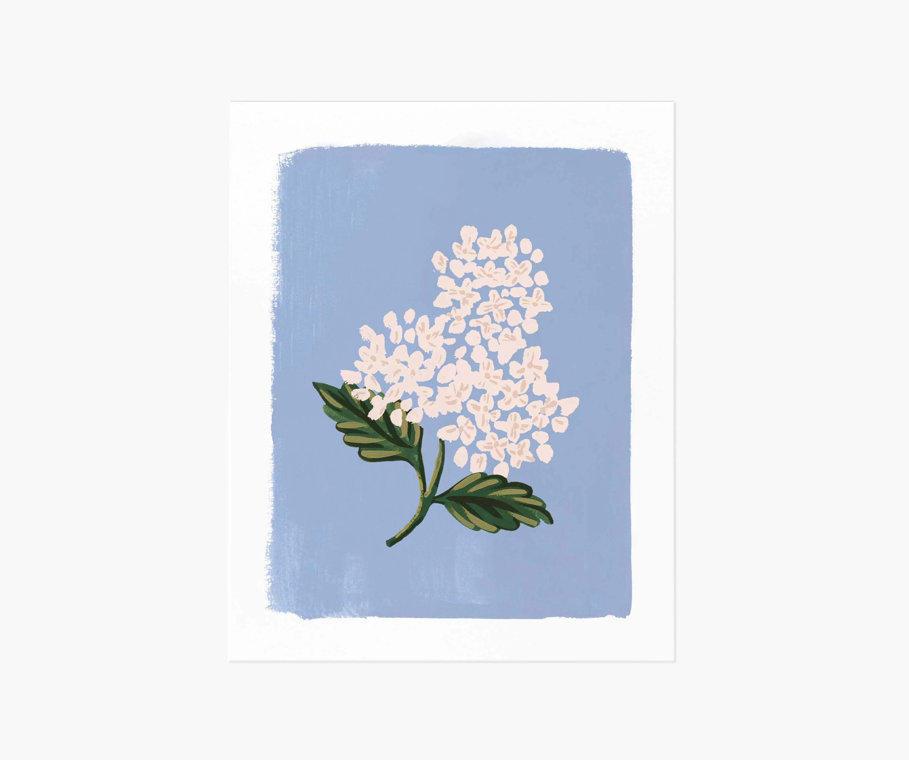 Hydrangea Bloom Blue Art Print